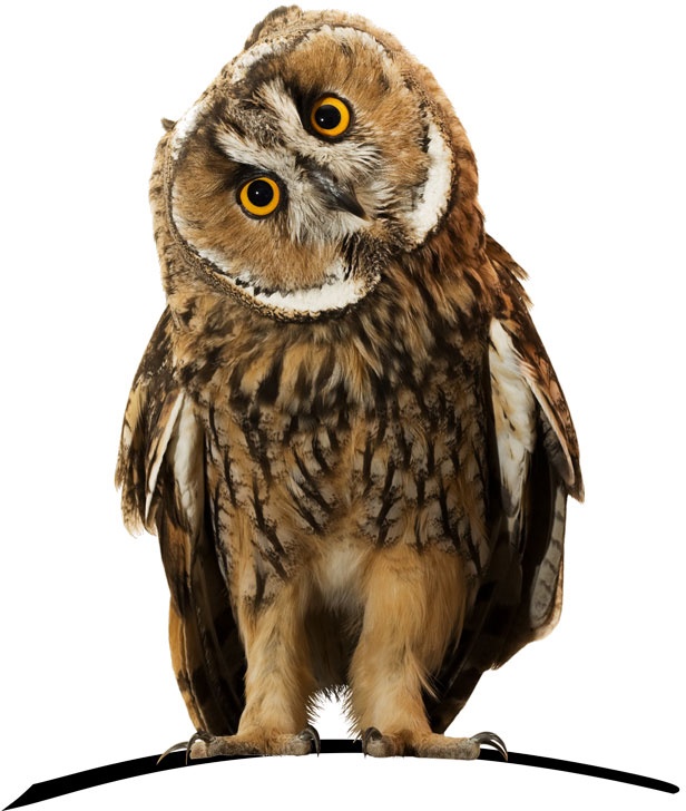 Wise owl - HelpAdmin Virtual Assistant Perth WA Australia