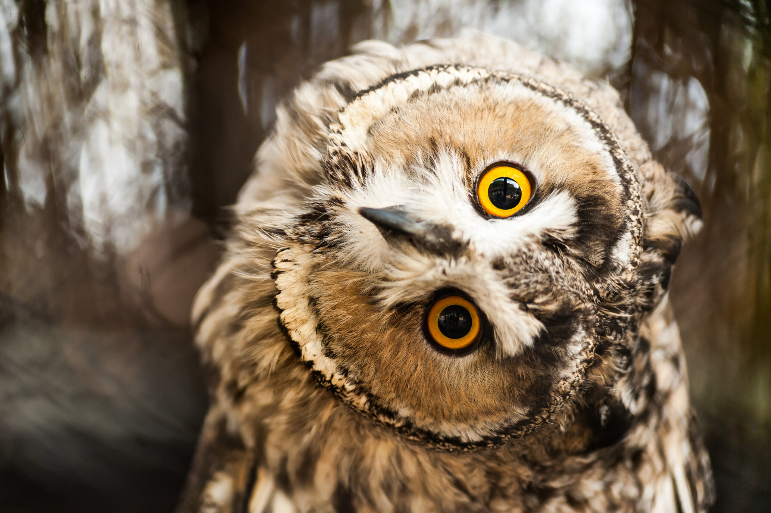 owl turned around
