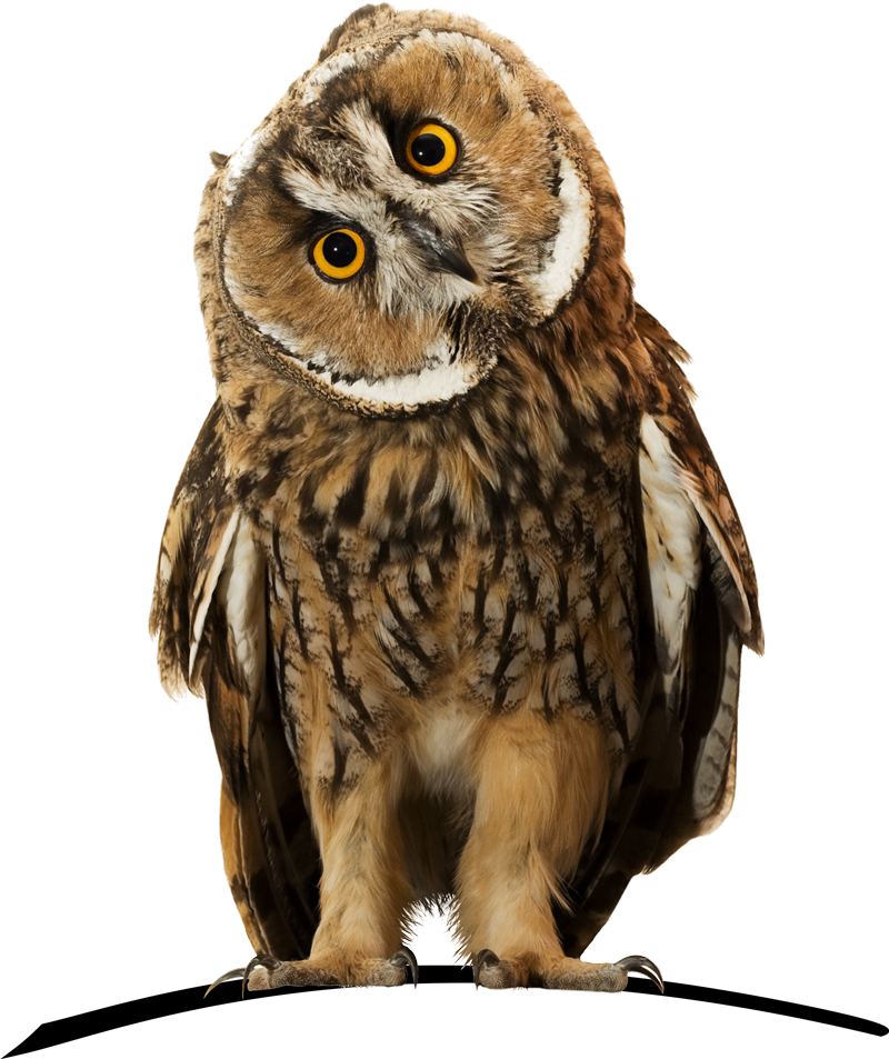 Wise owl - HelpAdmin Virtual Assistant Perth WA Australia